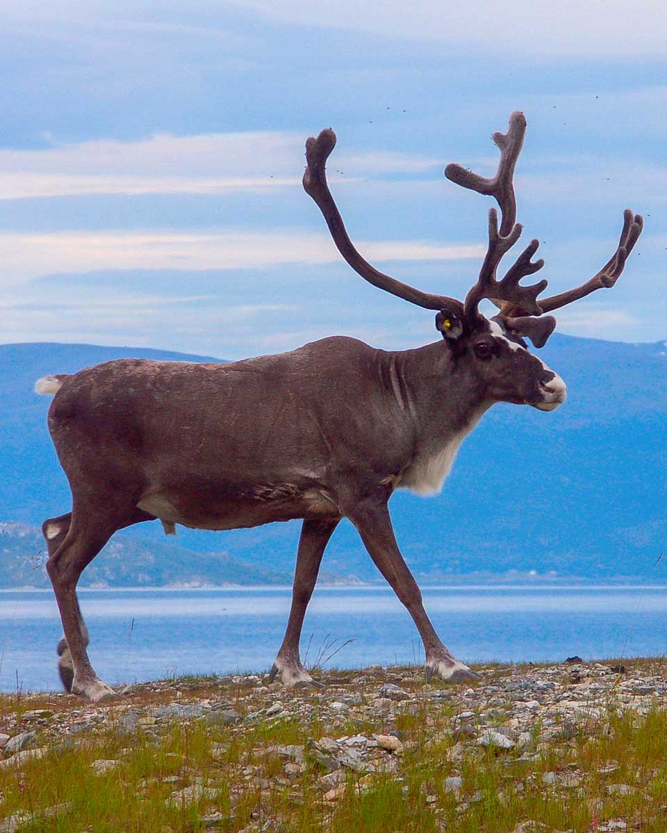 A reindeer in Kvaløya near Tromso Norway