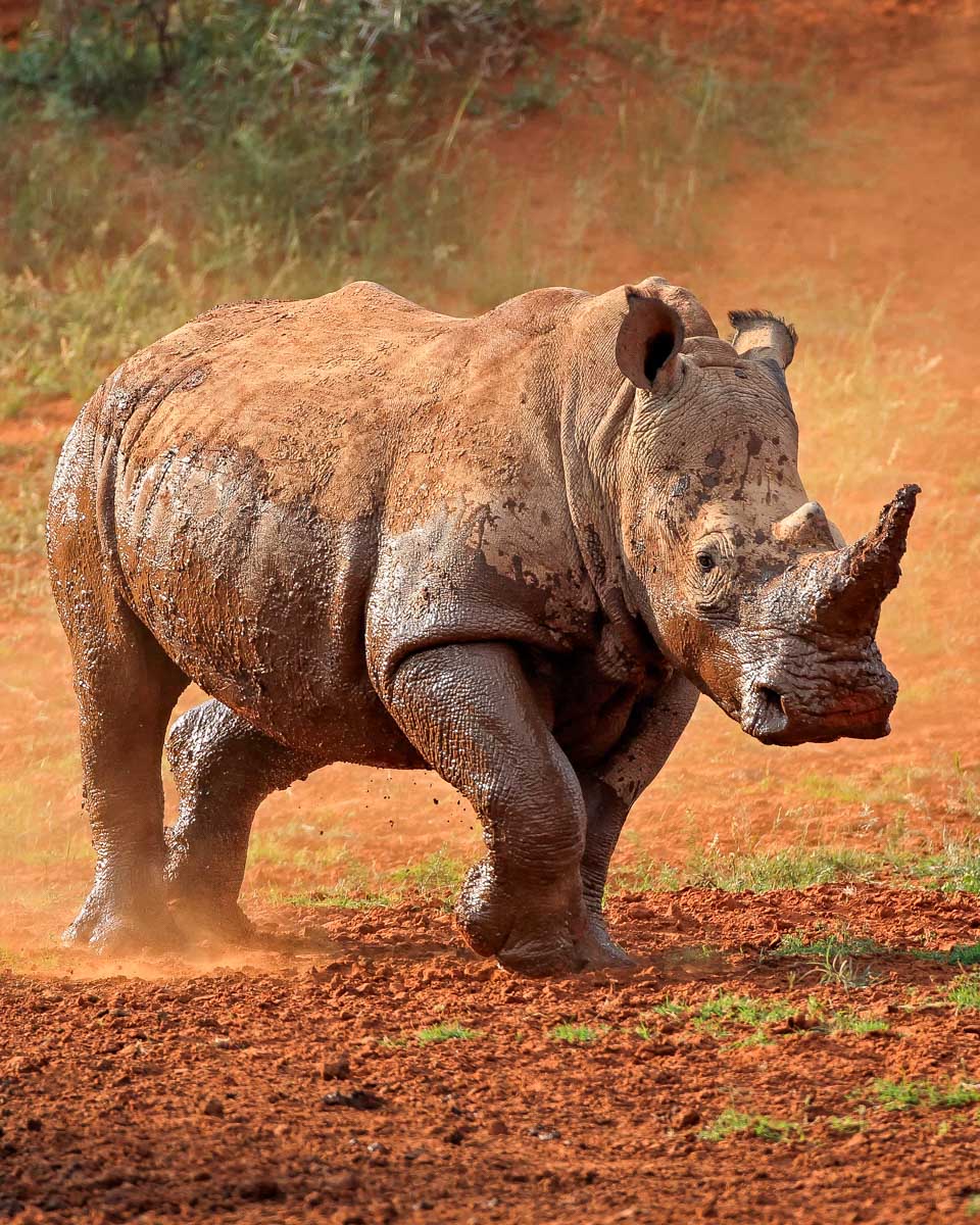 A rhino on a safari from Cape Town South Africa