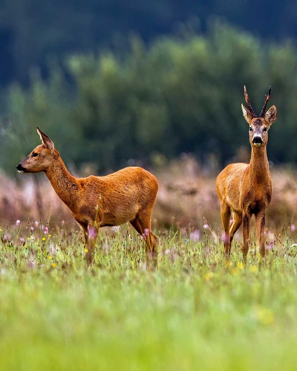 A roe deer in Tyresta National Park near Stockholm Sweden