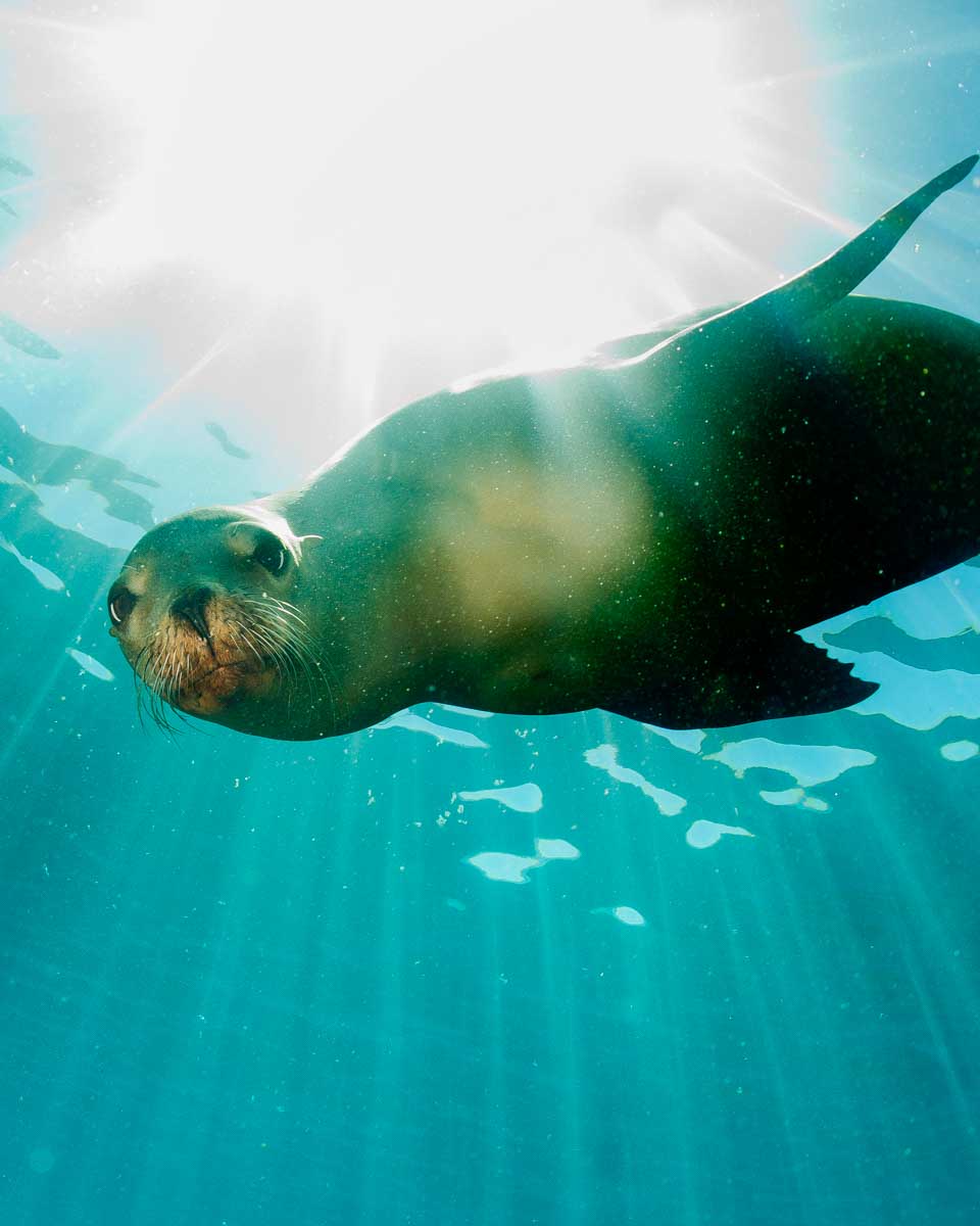 A sea lion swims underwater in Puerto Madryn, Argentina