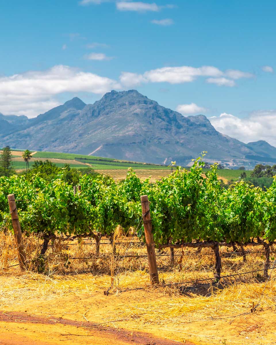 A vineyard in Franschhoek near Cape Town South Africa