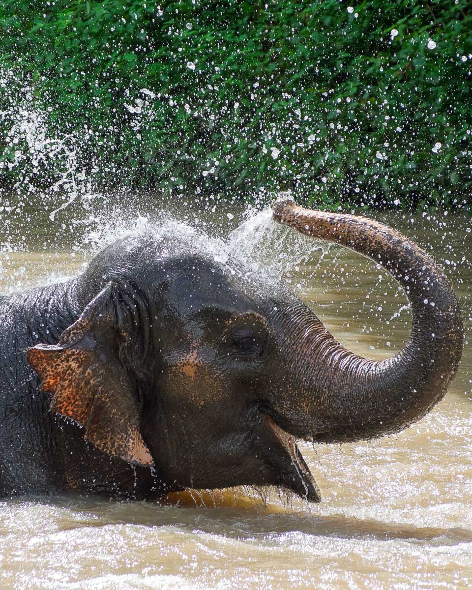 An elephant bathes at a sanctuary near Chiang Mai Thailand