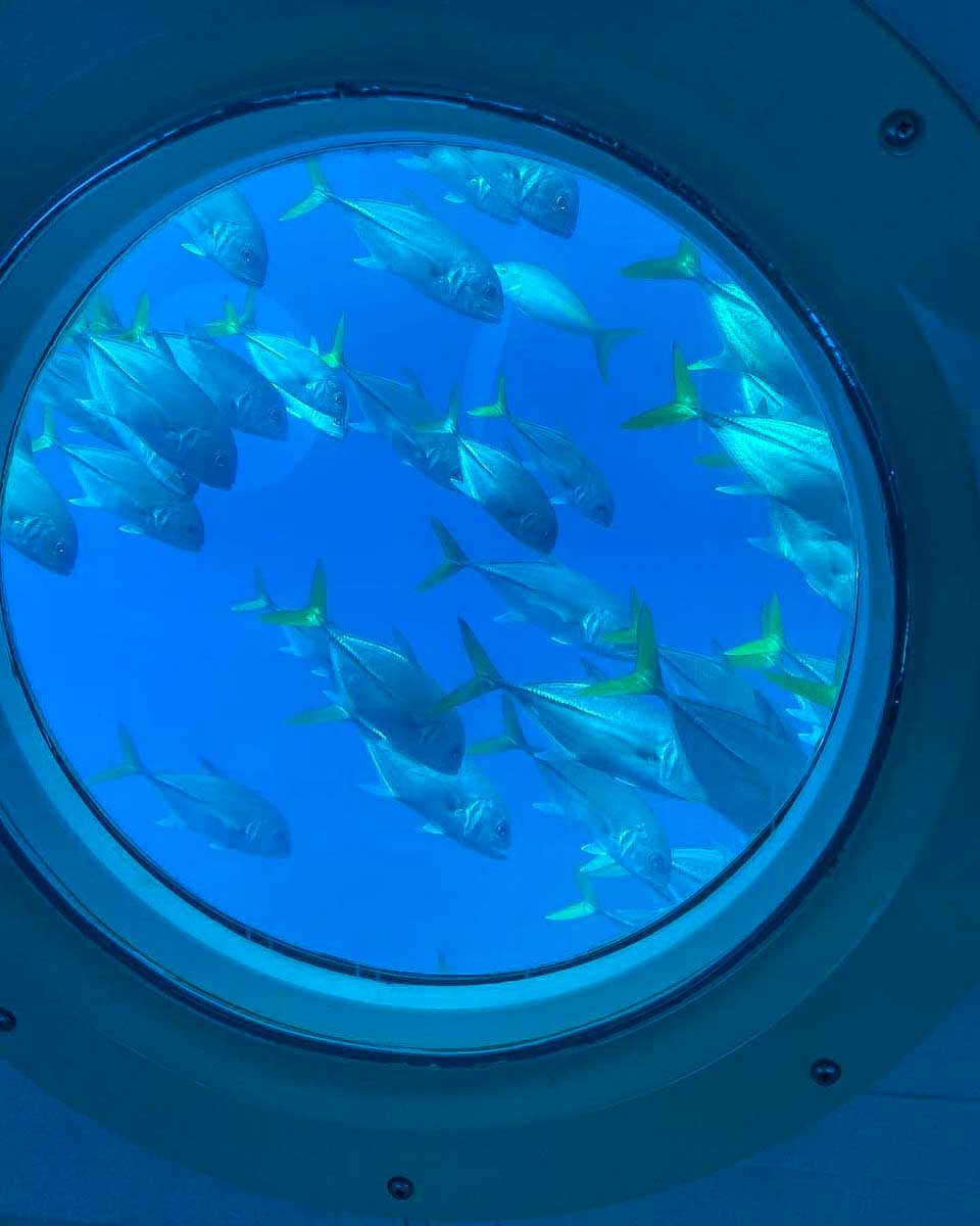 Atlantis Submarines Barbados fish seen from a sub on a tour from Barbados