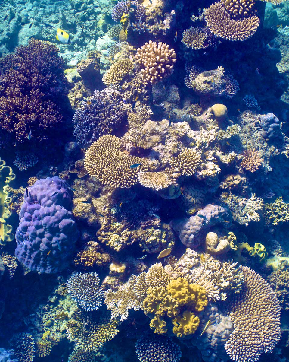 Coral seen in the Great Barrier Reef on a snorkeling trip from Cairns Australia