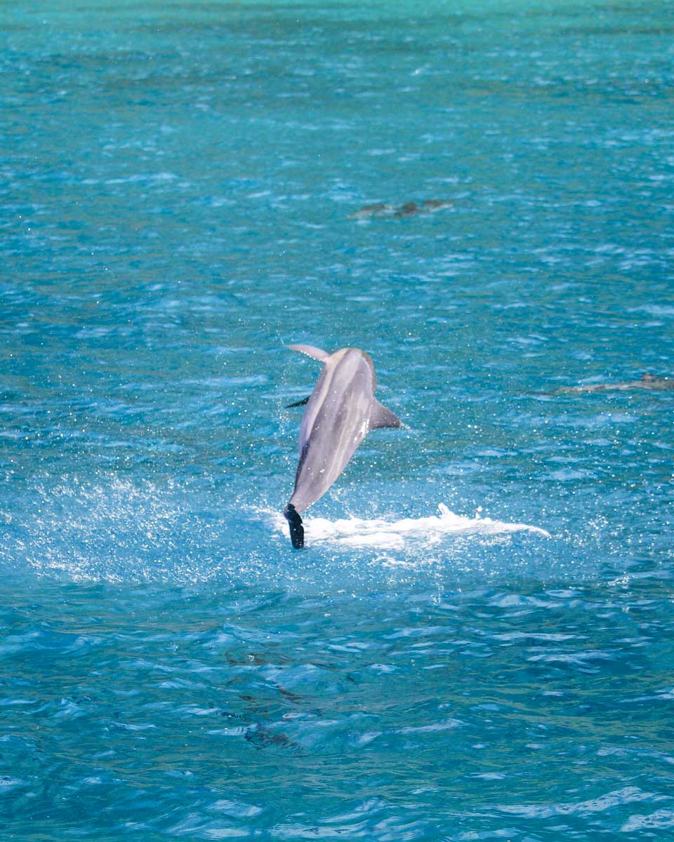 Dolphins swimming in Oahu Hawaii (3)