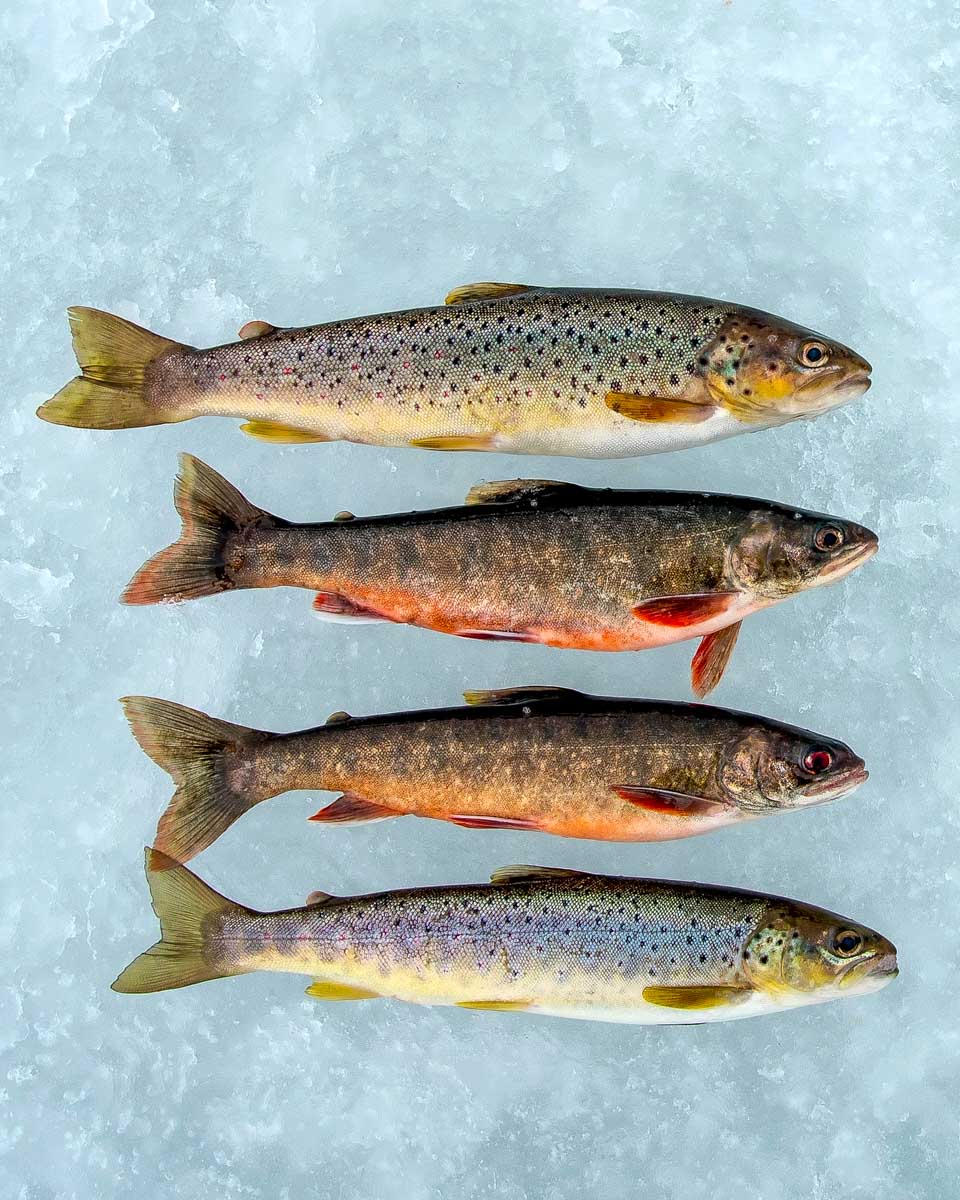 Fish-caught-on-an-ice-fishing-tour-from-Tromso Norway