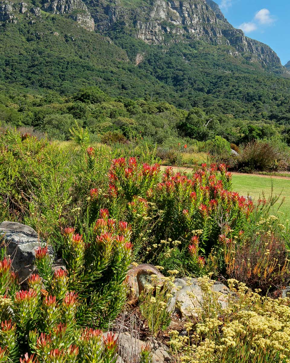 Flowers near Table Mountain on a ziplining tour from Cape Town South Africa