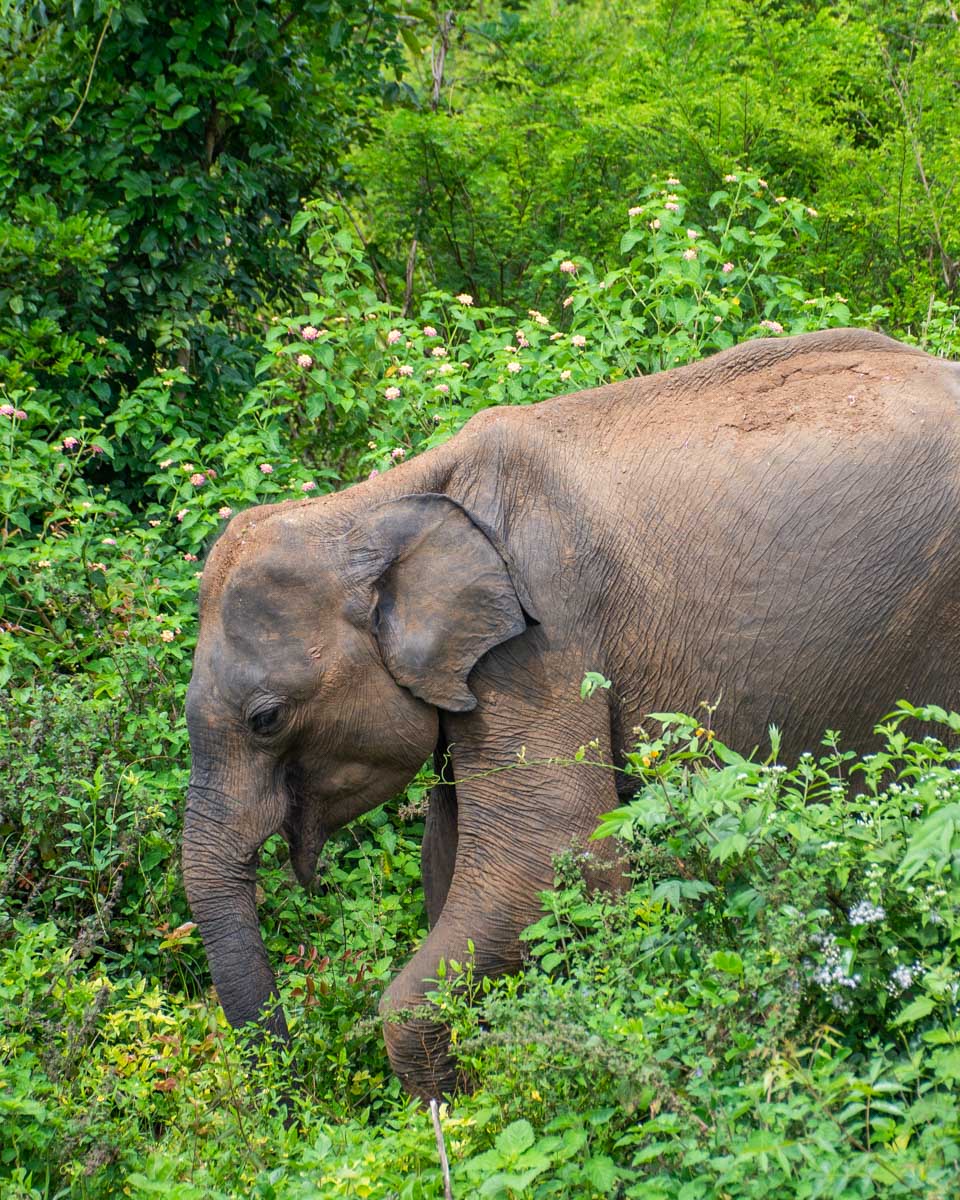 Large-male-elephant-near-Chiang Mai-Thailand