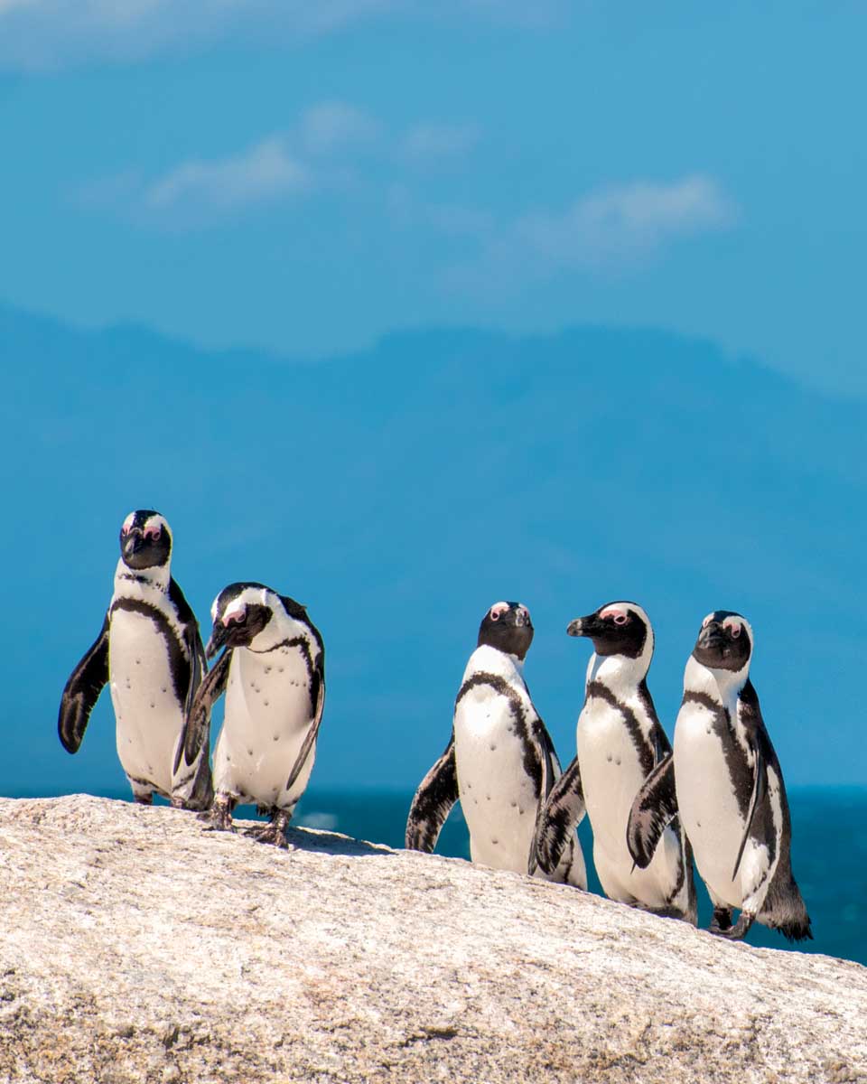 Penguins seen on a tour in Cape Town South Africa