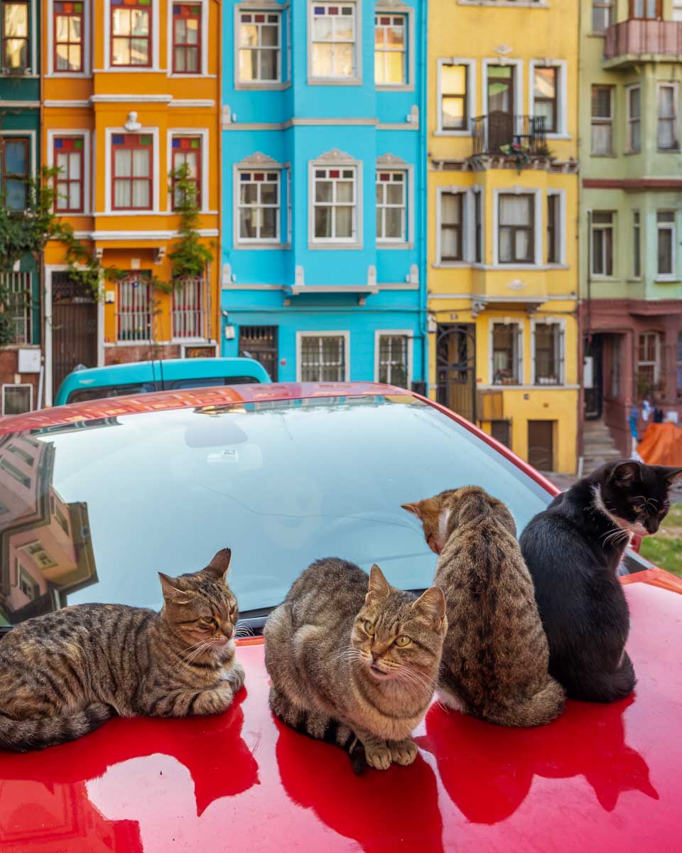 Stray cats and colorful houses in Istanbul Turkey