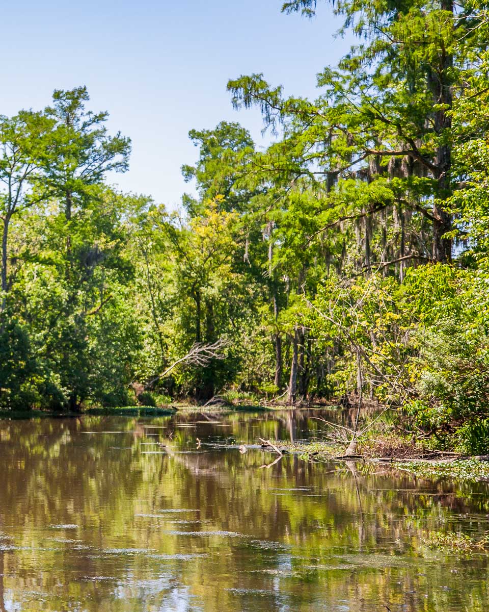 The bayou seen from a boat on a tour from New Orleans Louisiana