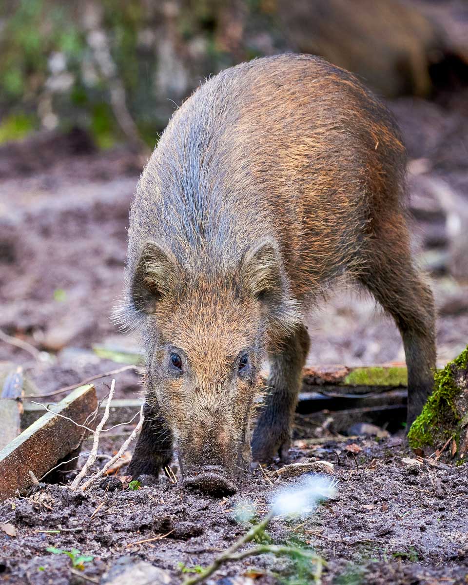 The boar seen from a boat on a tour from New Orleans Louisiana to the bayou