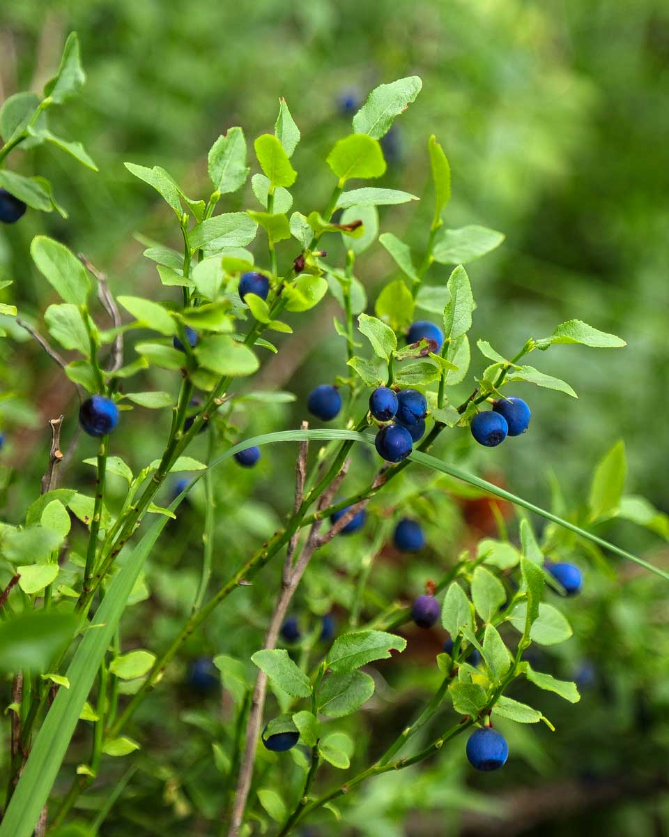 Wild blueberries seen on a summer hiking trip from Tromso Norway