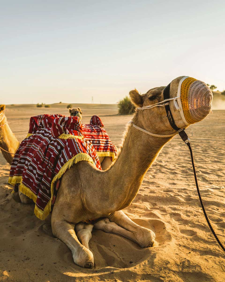 A camel in the desert at sunset on a tour from Abu Dhabi