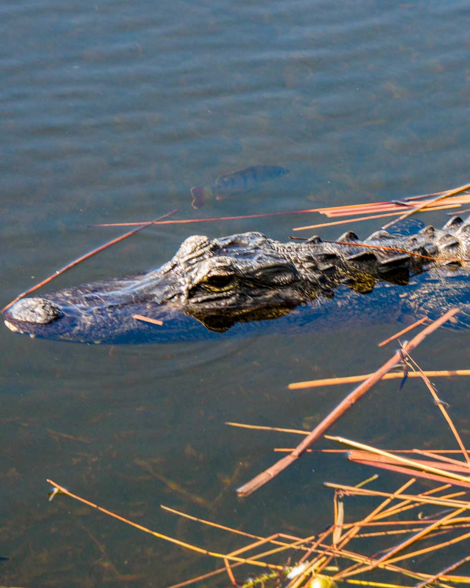 A crocodile seen on a river cruise in Daintree river on a tour from Cairns Australia