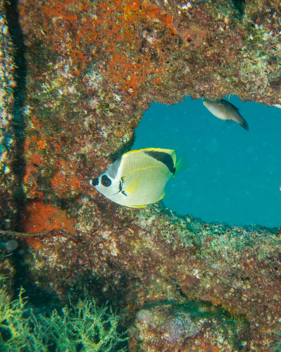 A fish at a shipwreck seen on a snorkel tour from Roatan Honduras