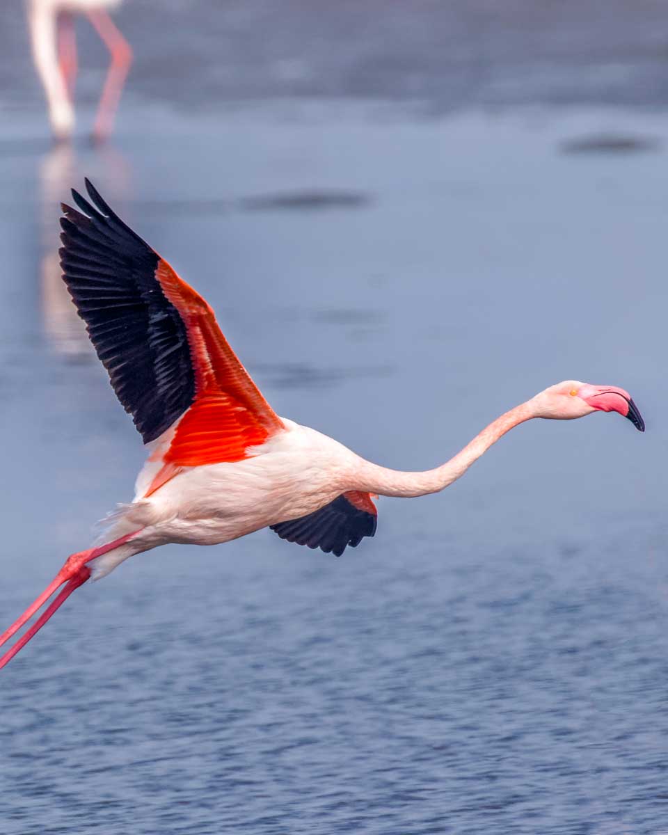 A flamingo flies at Celestun Beach on a tour from Merida Mexico