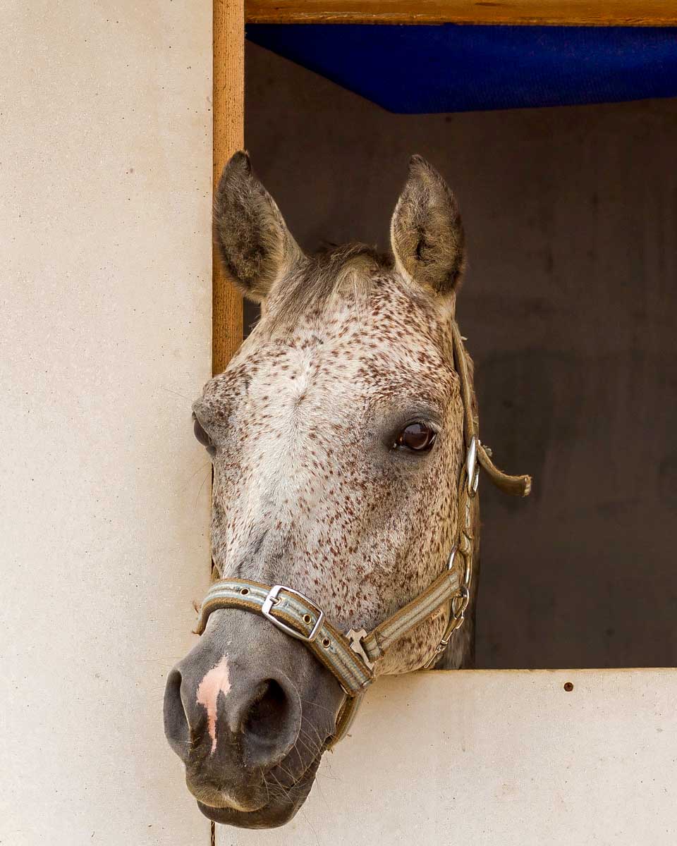 A horse at an Arabian horse farm on a tour from Luxor Egypt