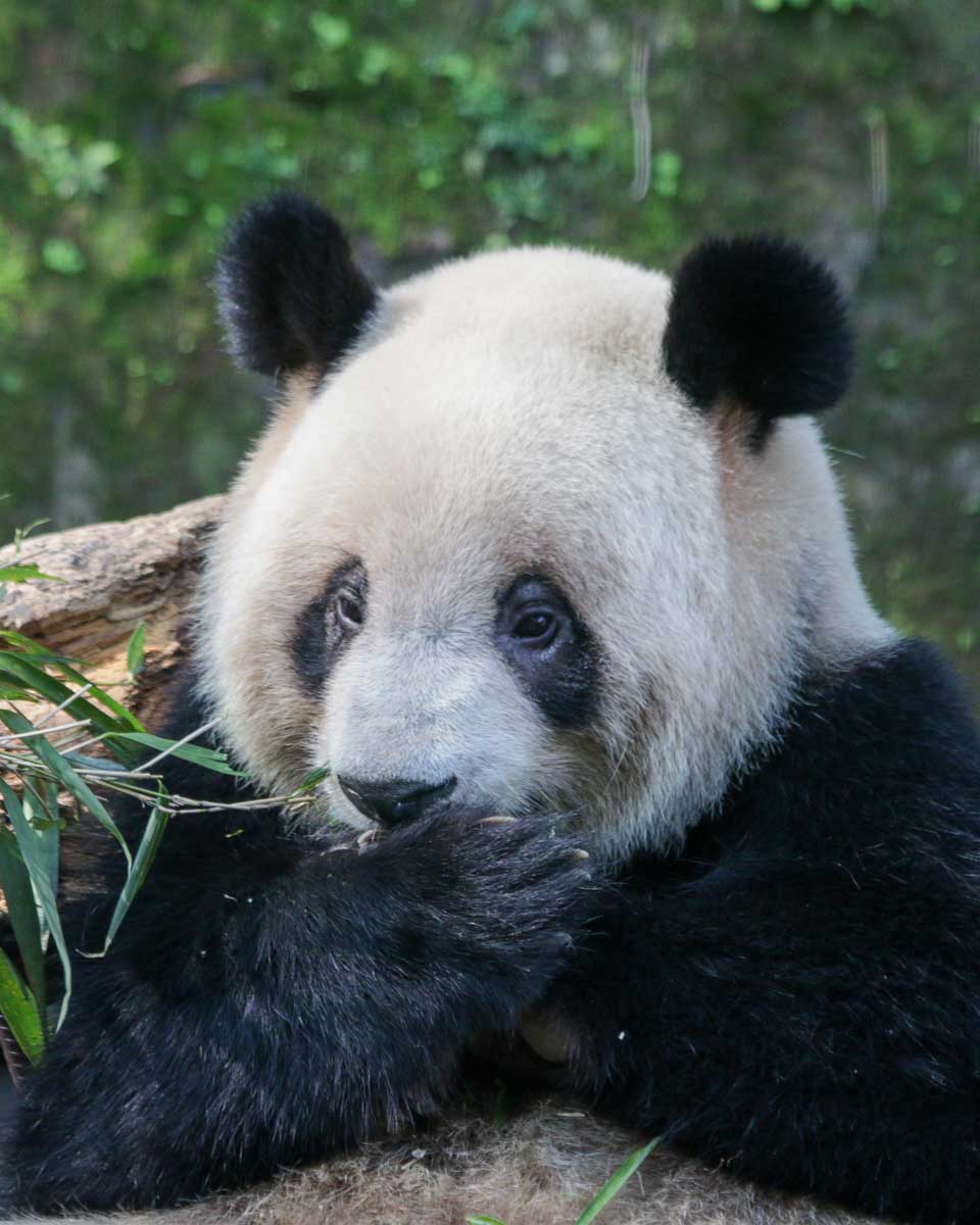 A panada seen in Beijing on a tour in Beijing China