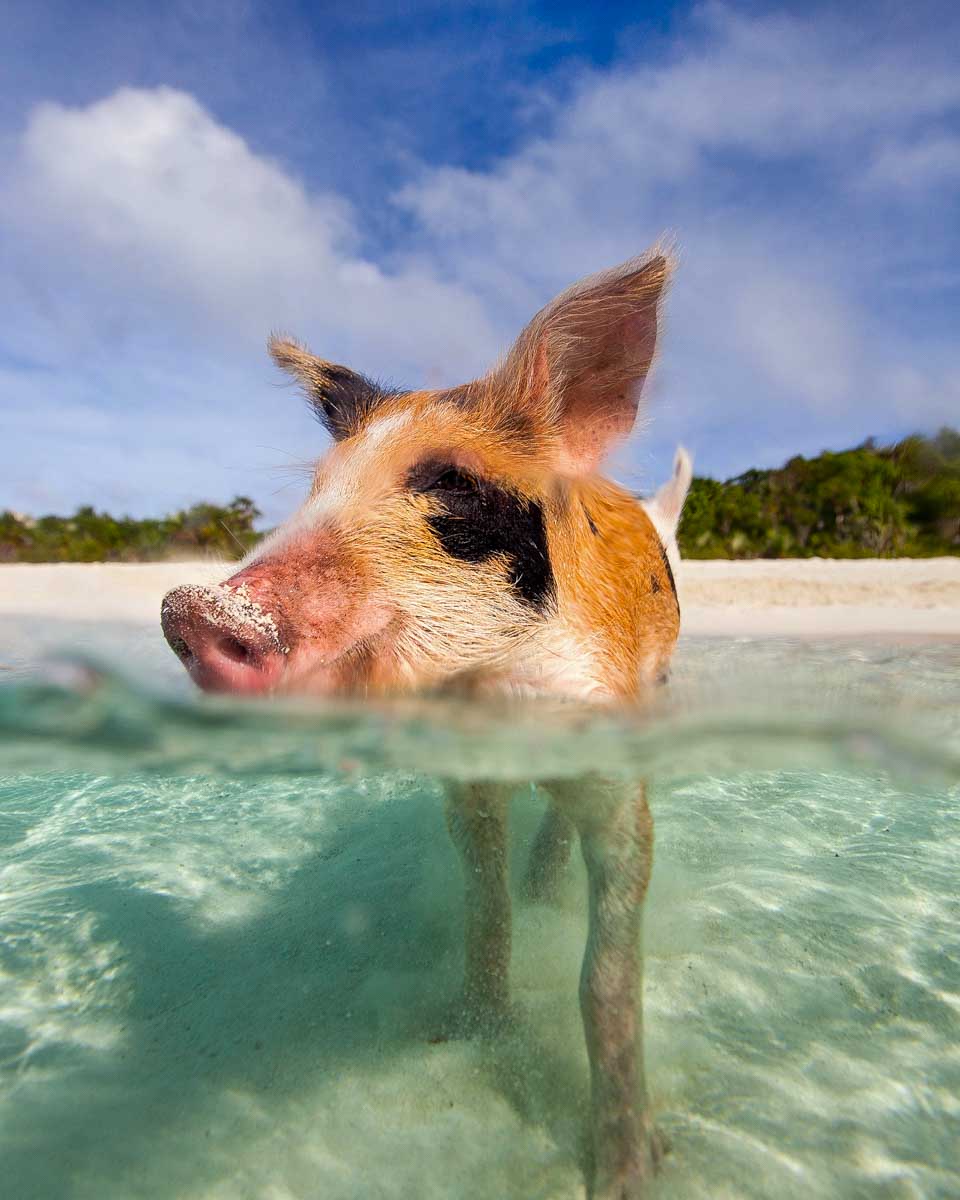 A pig swims on Rose Island on a tour from Nassau Bahamas