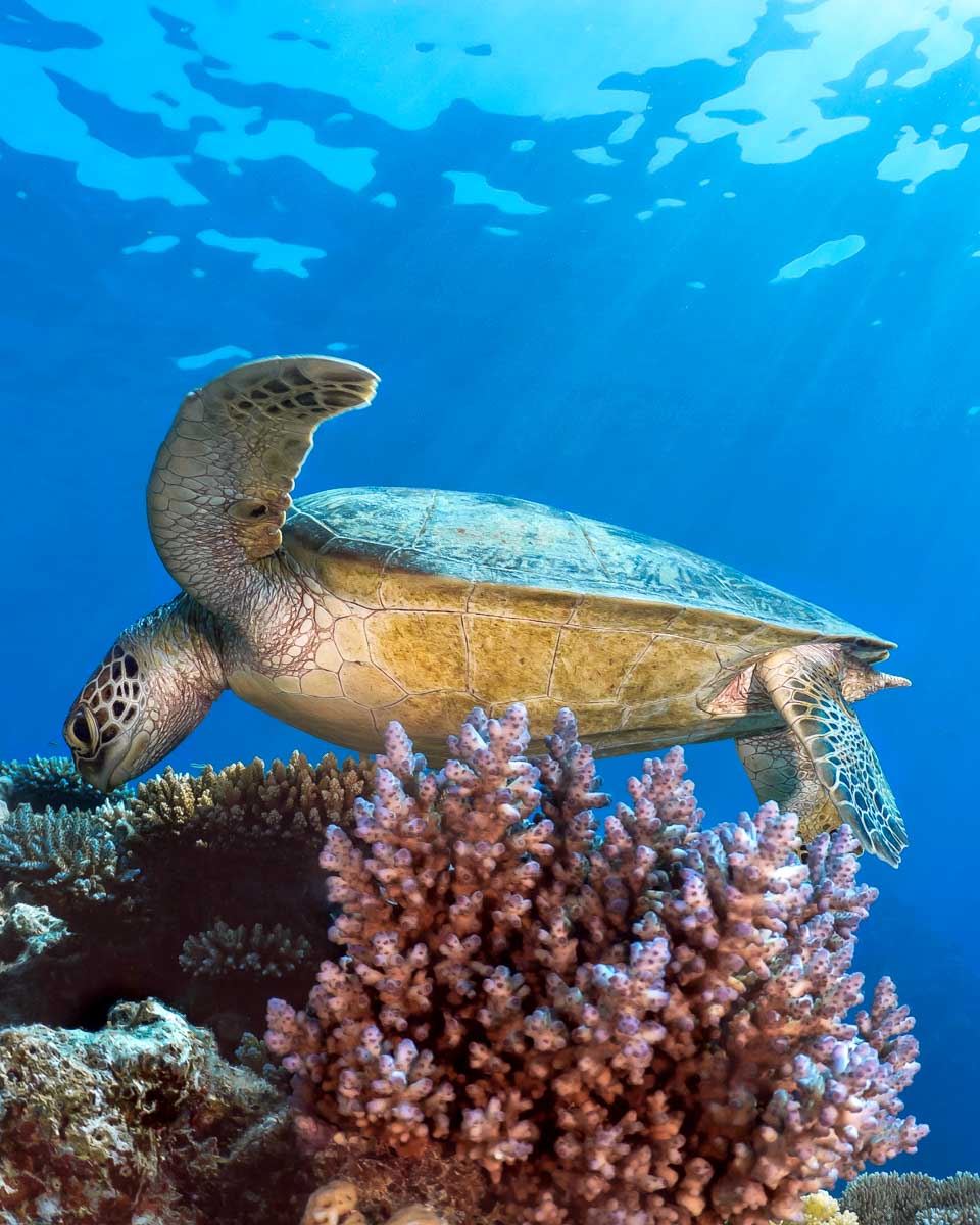 A turtle seen eating in the Great Barrier Reef on a tour from Cairns Australia