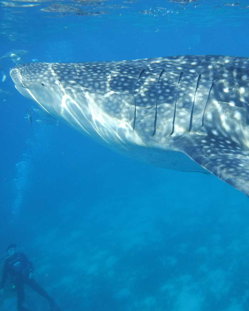 A whale shark swims by on a tour in Cebu Philippines