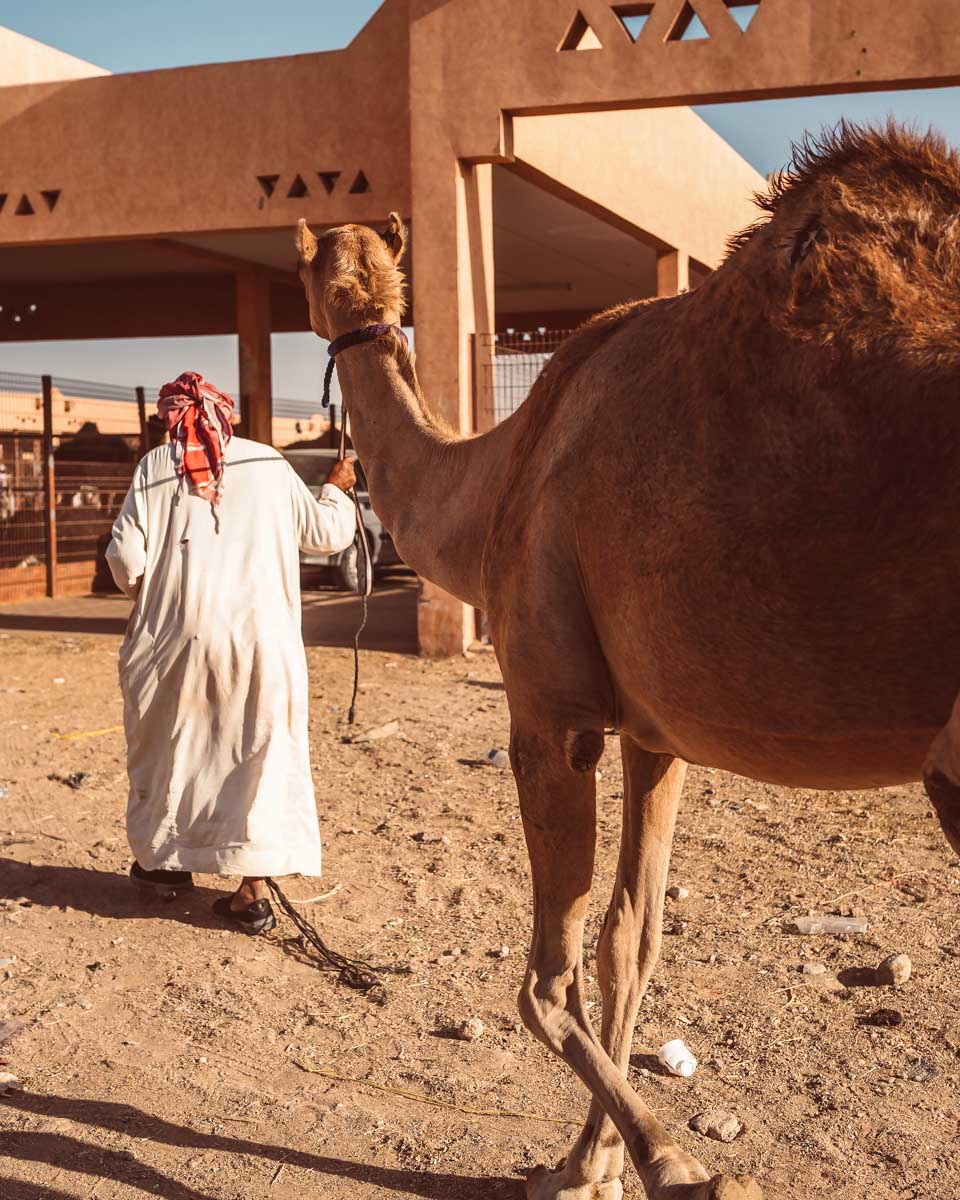 Al Ain camel trading post on a tour from Abu Dhabi