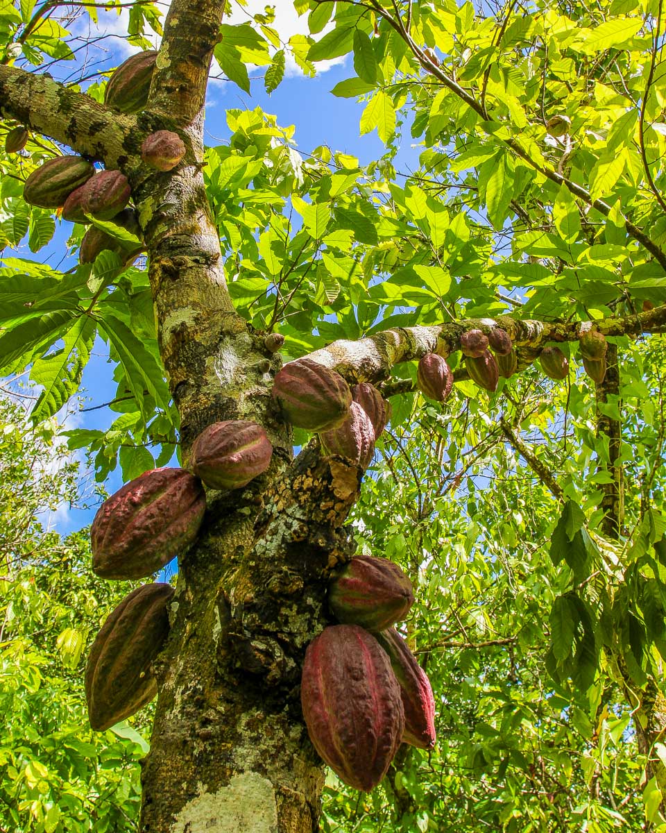 Cacao sits on a tree at a farm on a tour from Punta Cana Dominican Republic
