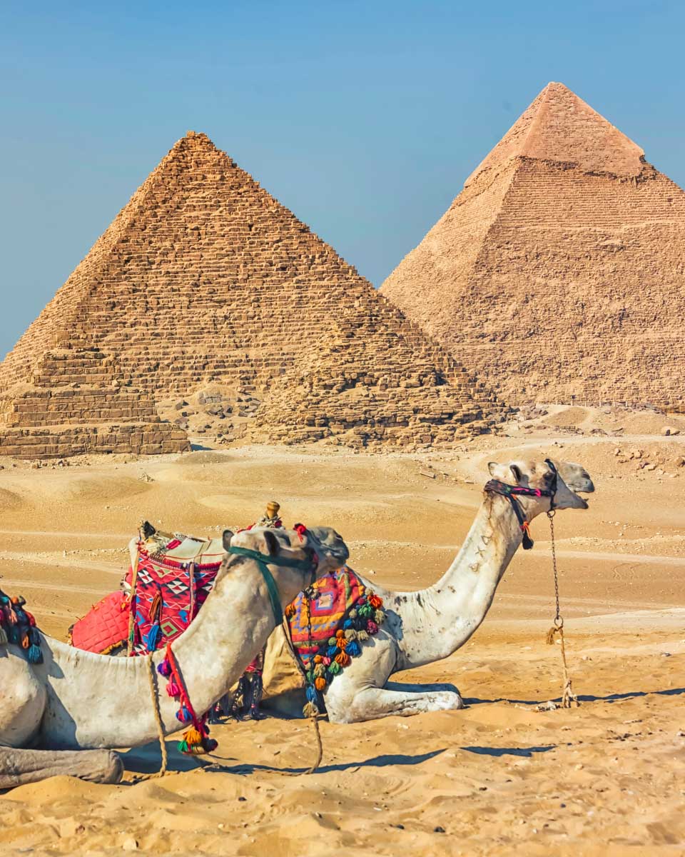 Camels sit by the Pyrmids on a tour from Cairo Egypt