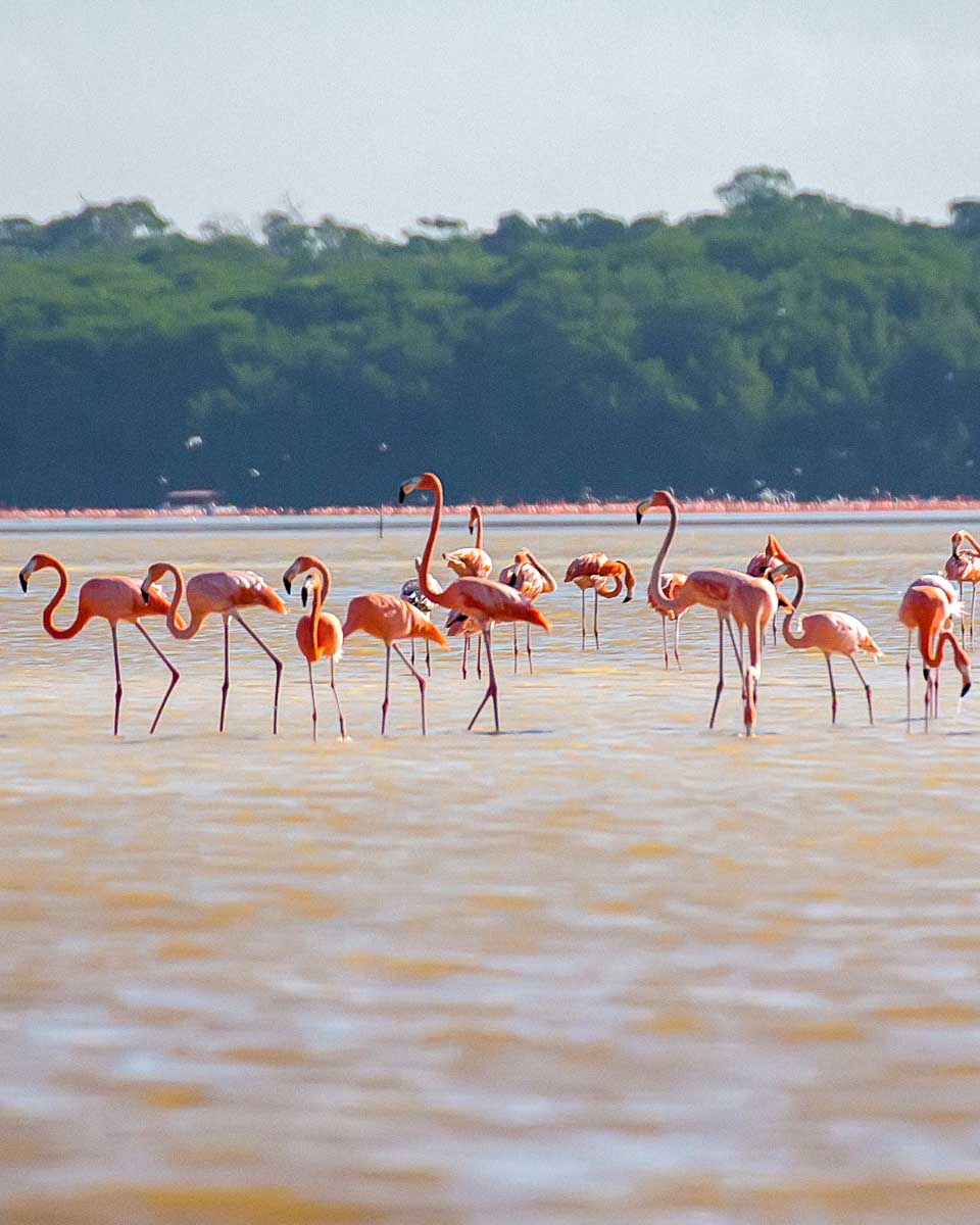 Flamingos seen at the Rio Lagartos Biosphere Reserve on a tour from Merida Mexico