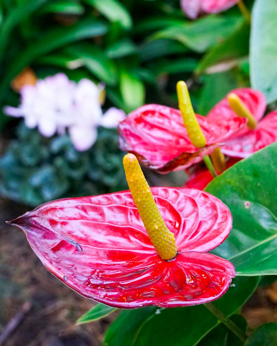 Flowers at the Flecker Botanical Gardens in Cairns Australia