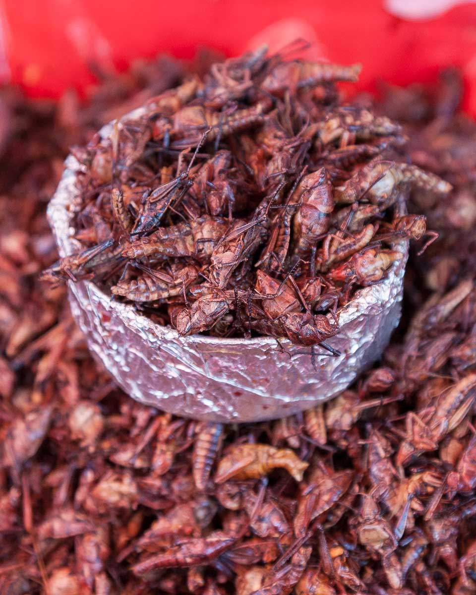 Fried grasshoppers eaten on a food tour in Mexico City Mexico