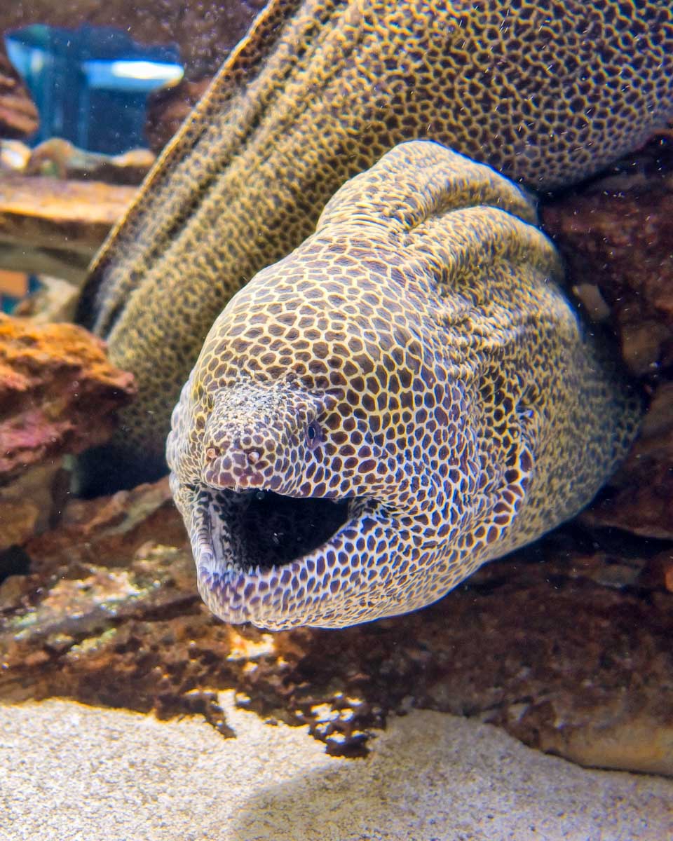 Moray eel seen in the Cairns Aquarium in Cairns Australia