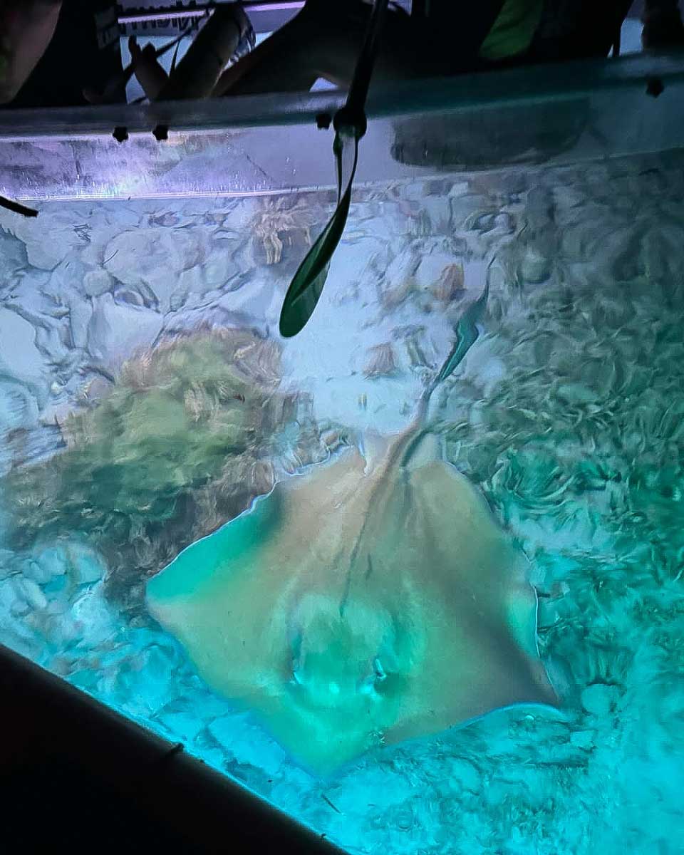 Night Kayak a manta ray seen at night from a kayak on a tour in St Thomas Virgin Islands