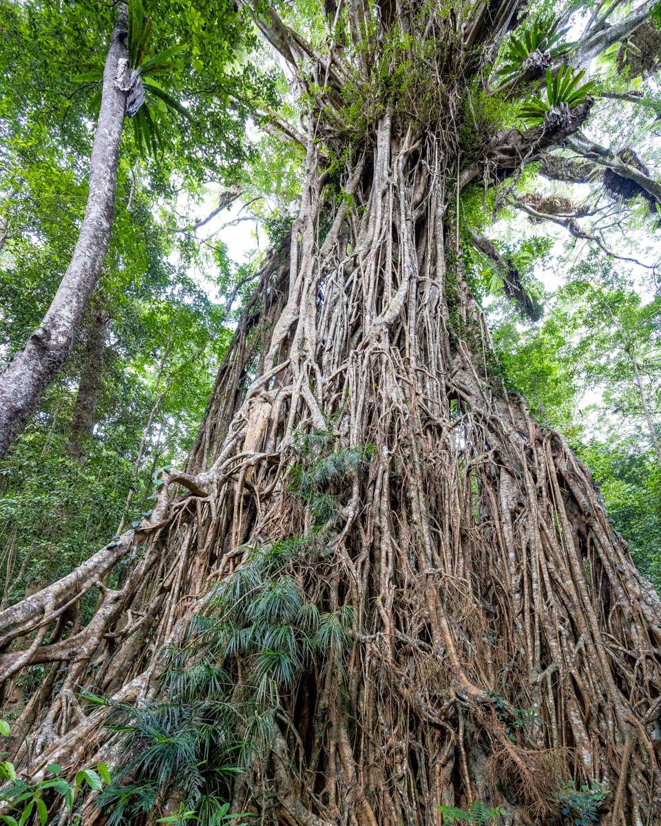 The Cathedral Fig Tree seen on a tour from Cairns Australia