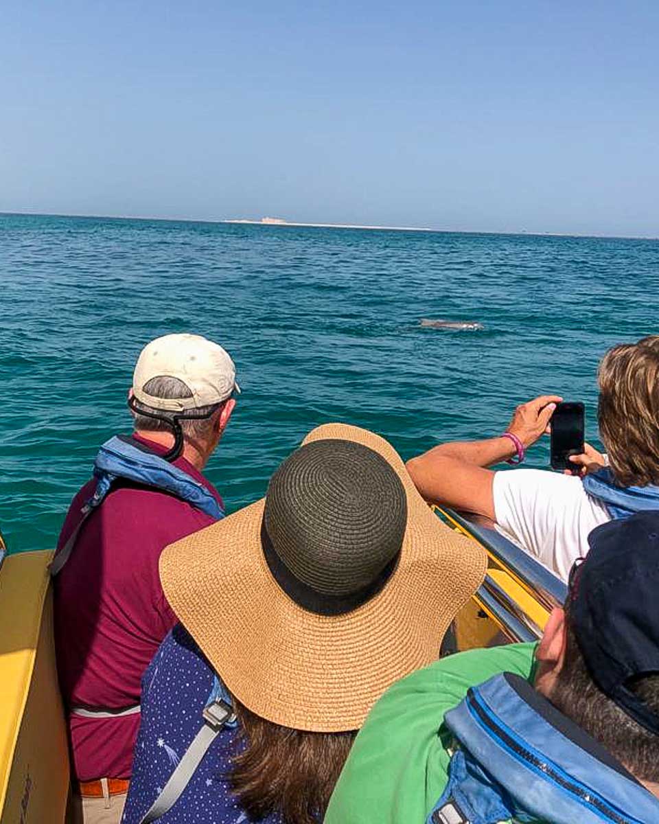 The Yellow Boats people take photos of dolphins on a boat tour in Abu Dhabi