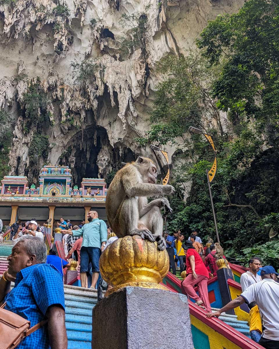 long tail macaque seen at batu cave on a tour in Kuala Lumpur Malaysia