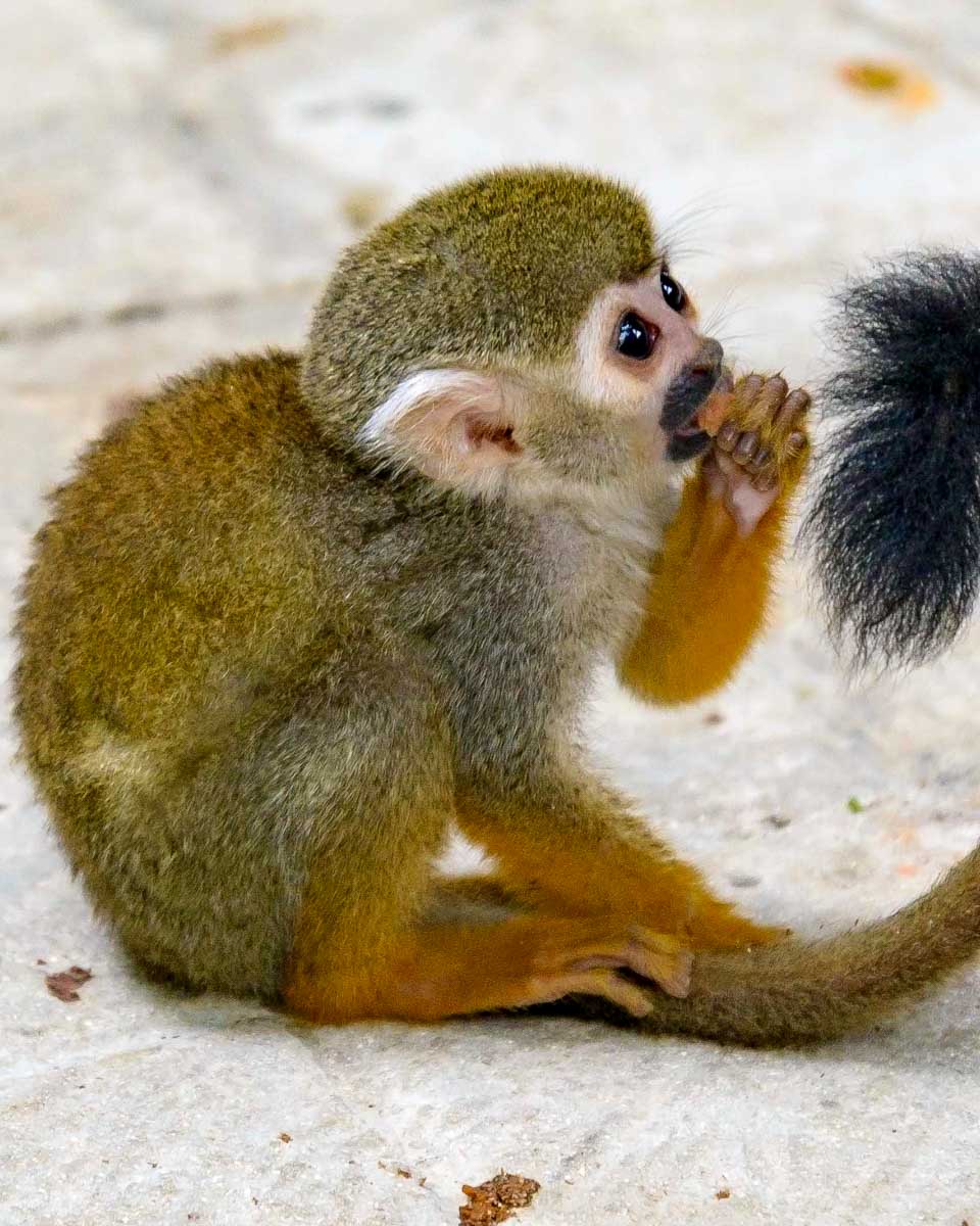 squirrel monkey sits on the floor at a sanctuary on a tour from Punta Cana Dominican Republic
