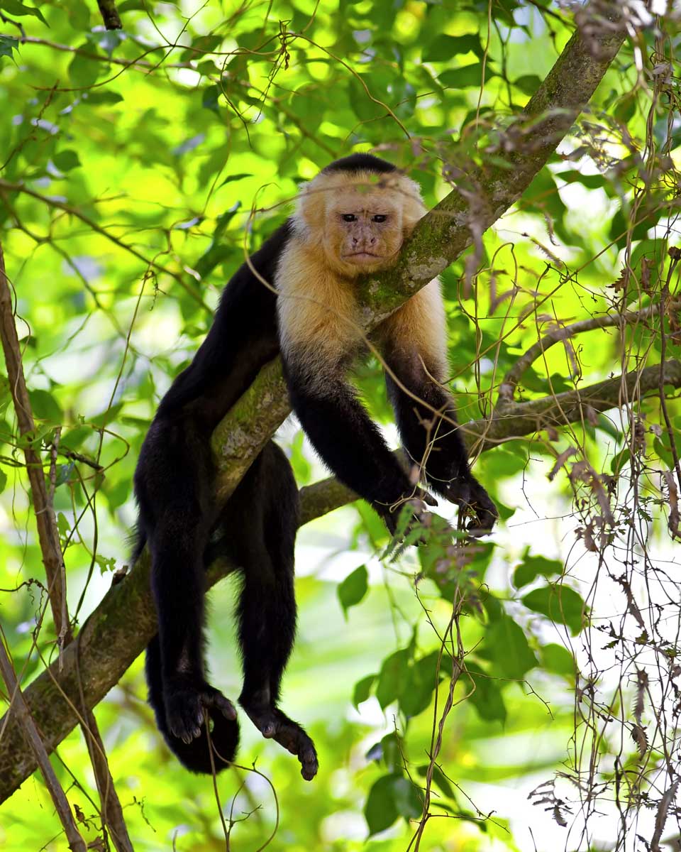 A-Capuchin-Monkey-on Monkey Island on a tour from Puerto Maldonado Peru