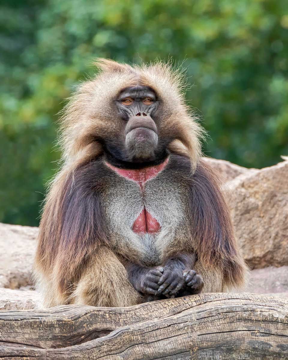 A Gelada Baboon or bleeding heart monkey seen on a tour from Addis Ababa Ethiopia