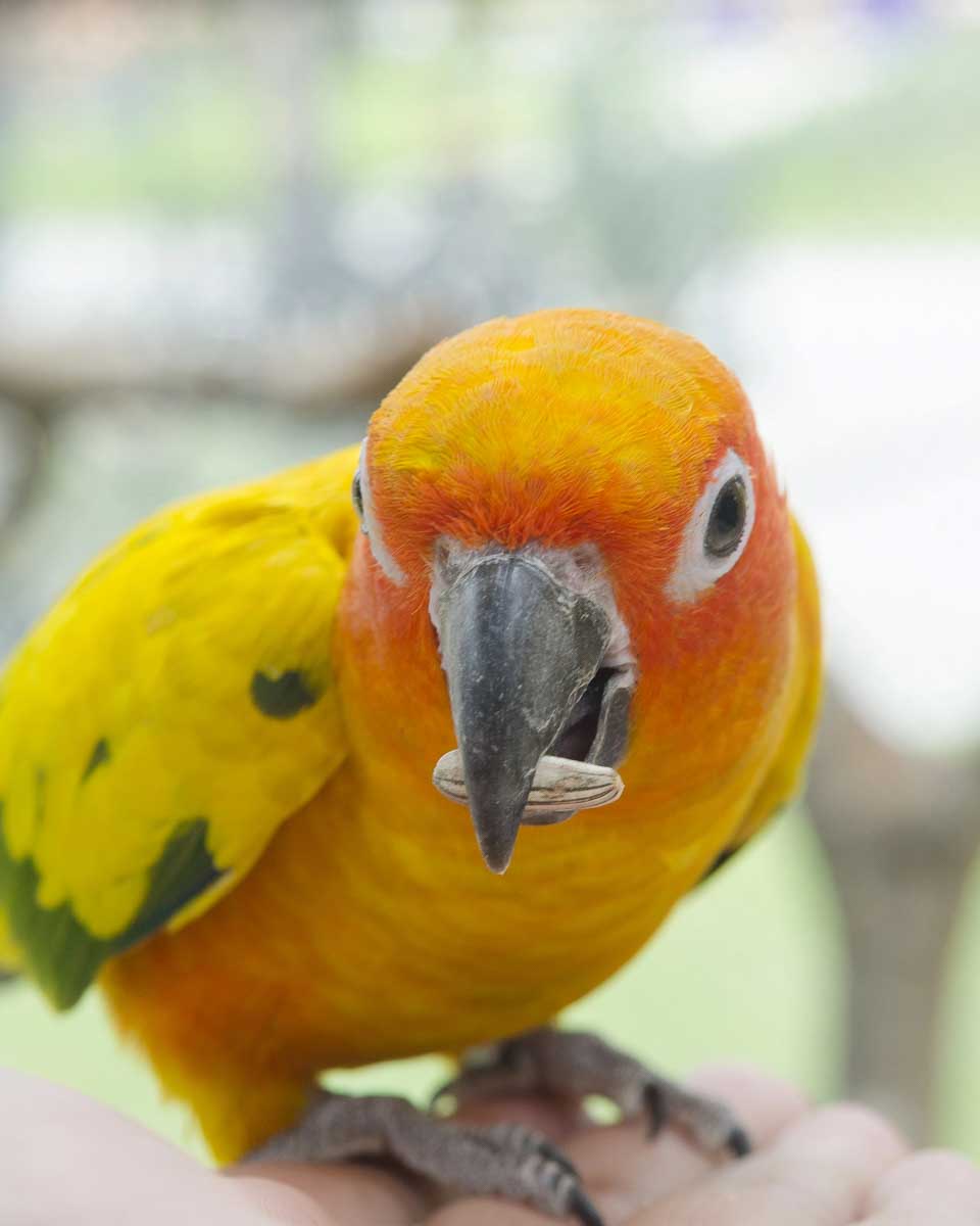 A bird eats out of someones hand at Parotte ville bird sanctuary Philipsburg St Maarten