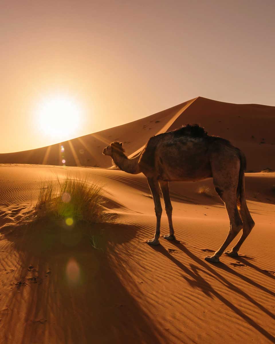 A camel in the Morocco desert at sunset