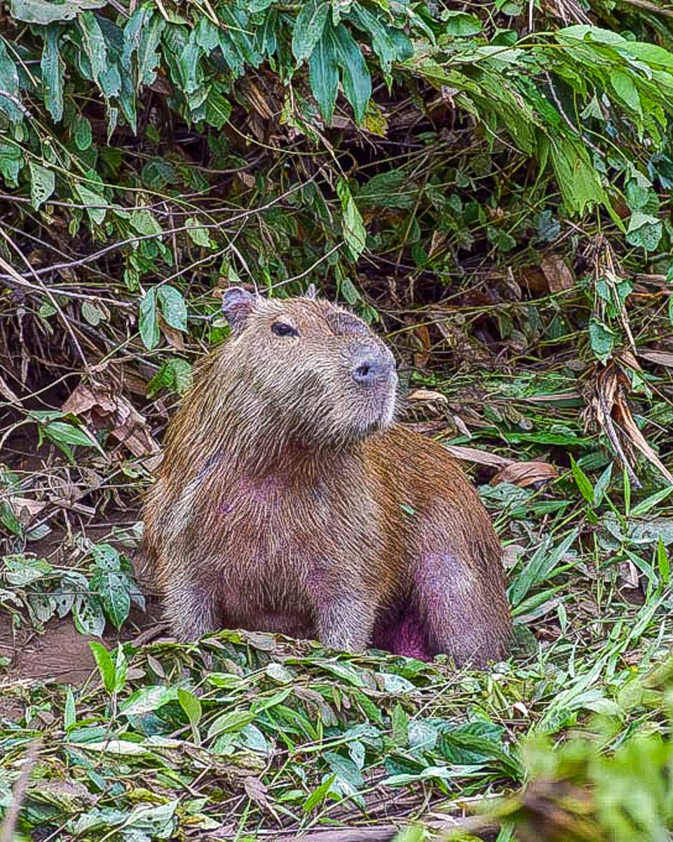 A capybara seen on an amazon tour from Puerto Maldonado Peru 1
