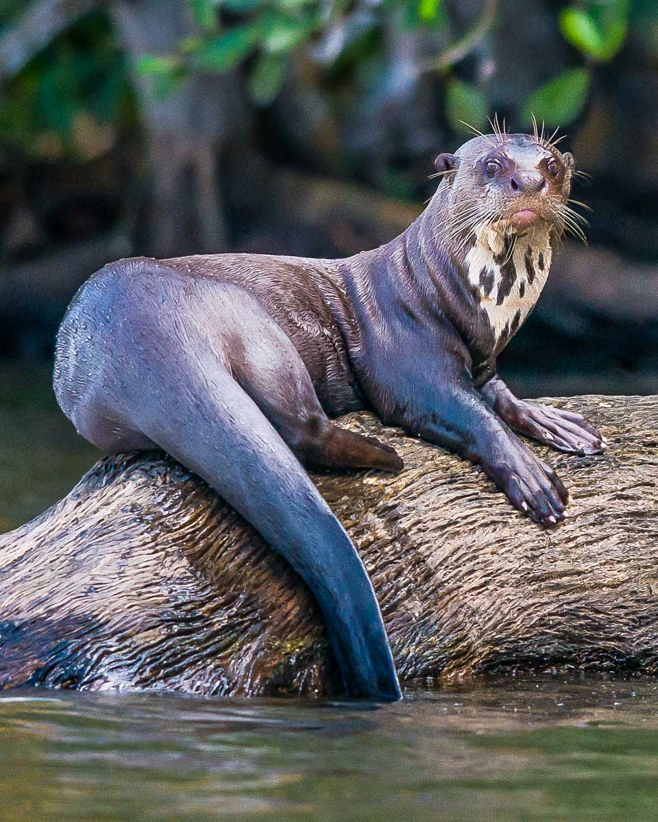 A giant otter seen on Lake Sandoval seen on a tour from Puerto Maldonado Peru