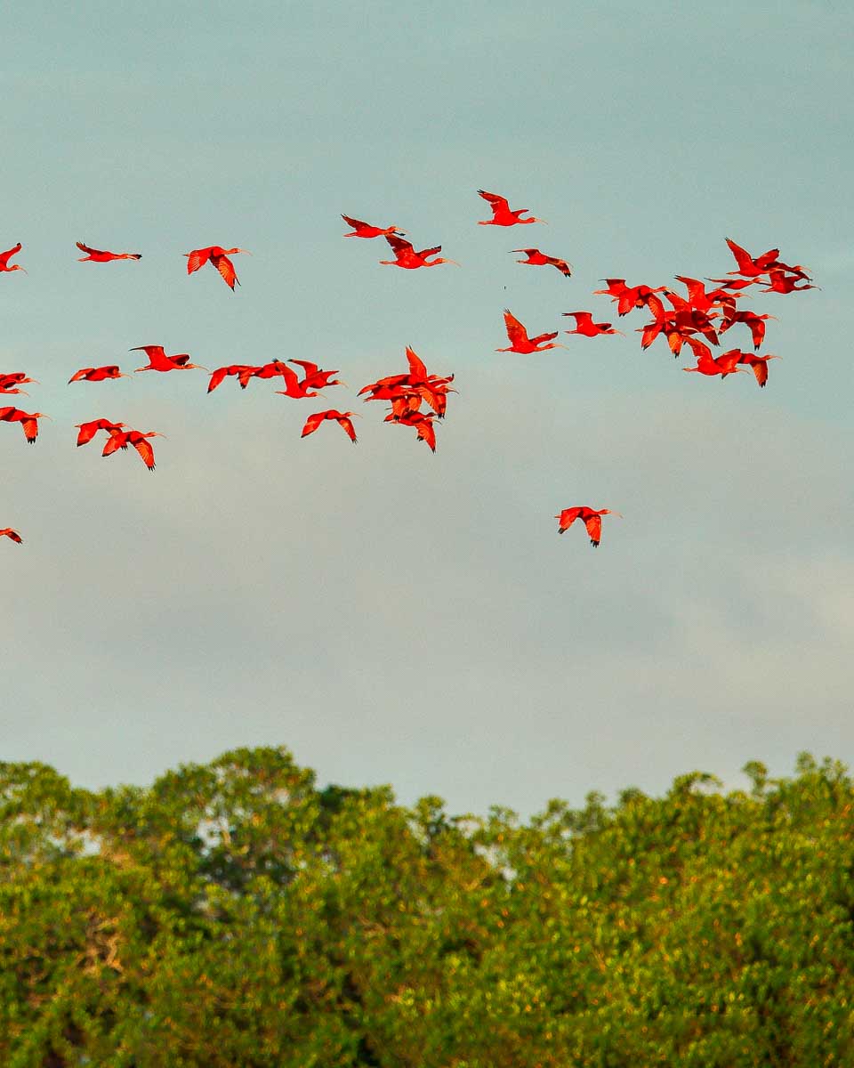 A group of scarlet ibises fly in Caroni National Park Trinidad