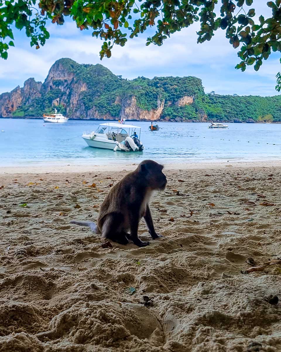 A monkey sits on the beach on a tour of Phi Phi Thailand