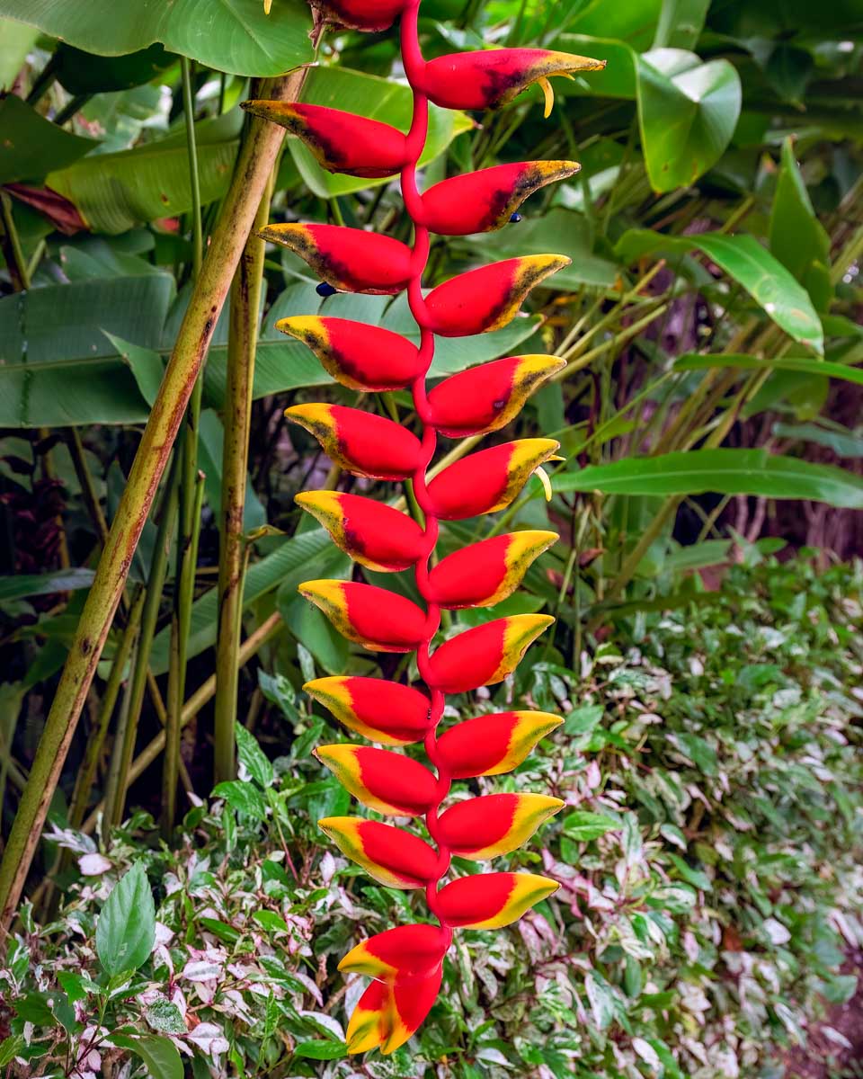 A plant in a botanical garden in St Lucia