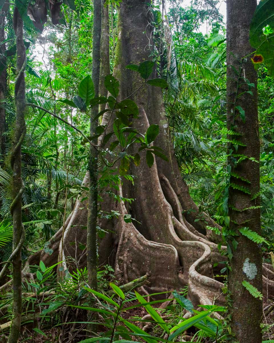 A tree seen hiking to mt liamuiga crater in St Kitts and Nevis