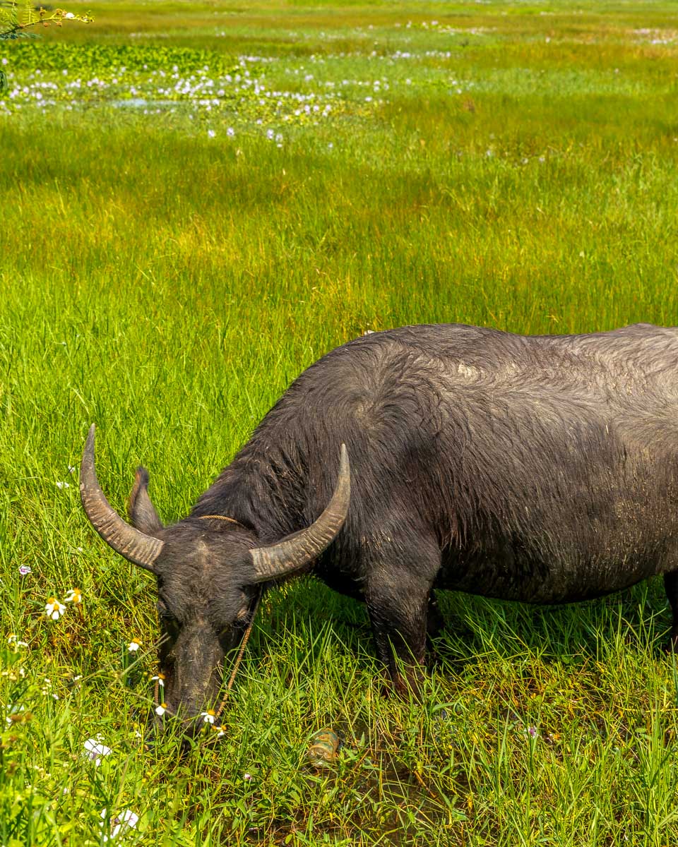 A water buffalo seen on a motorbike tour in Hoi An Vietnam