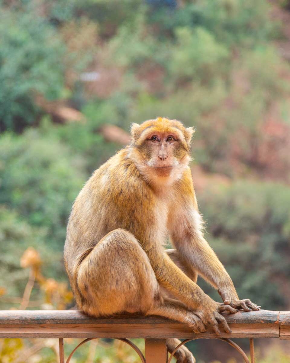 A monkey sits on a railing at Ouzoud Waterfalls, Morocco